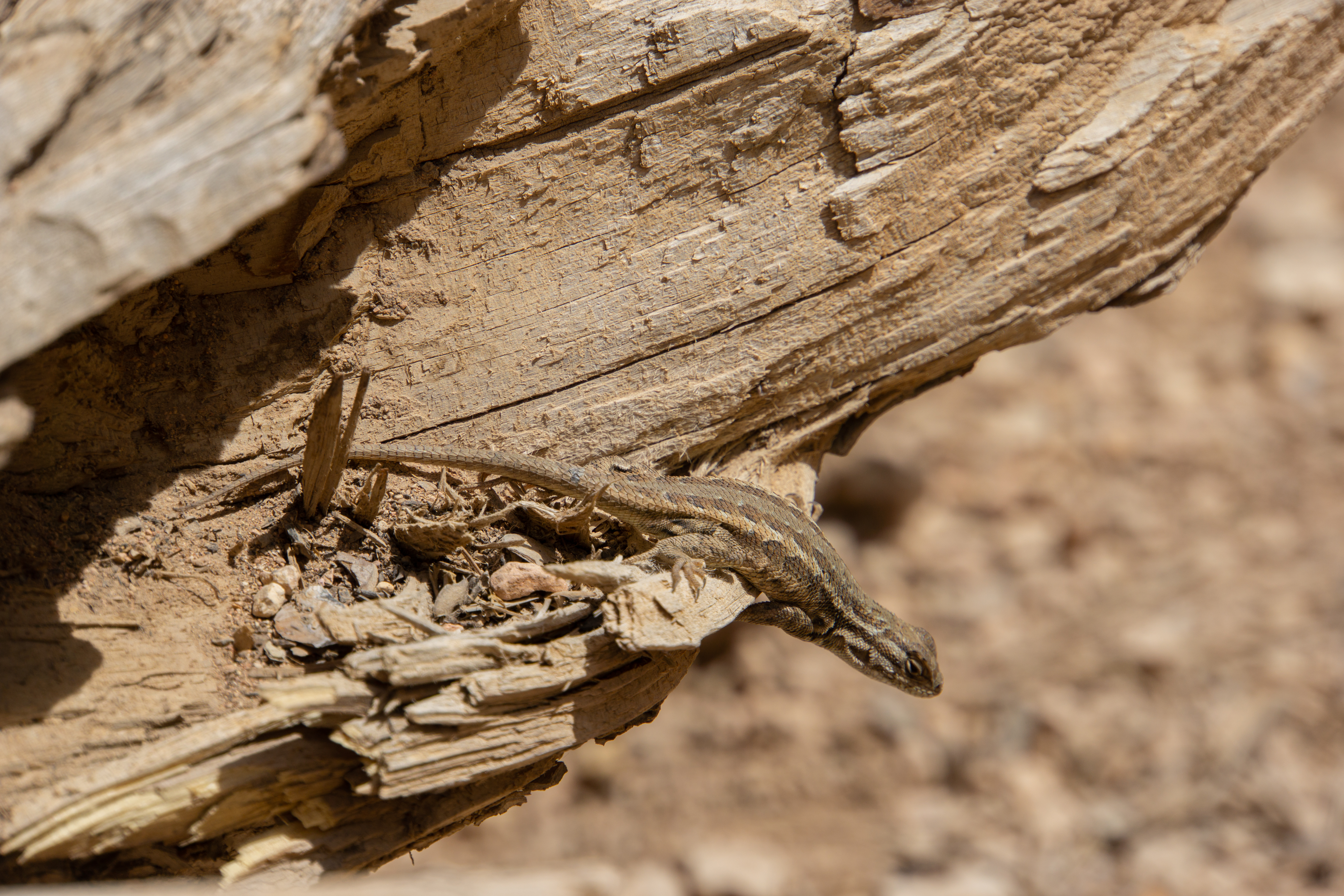 US National Parks 2022 14